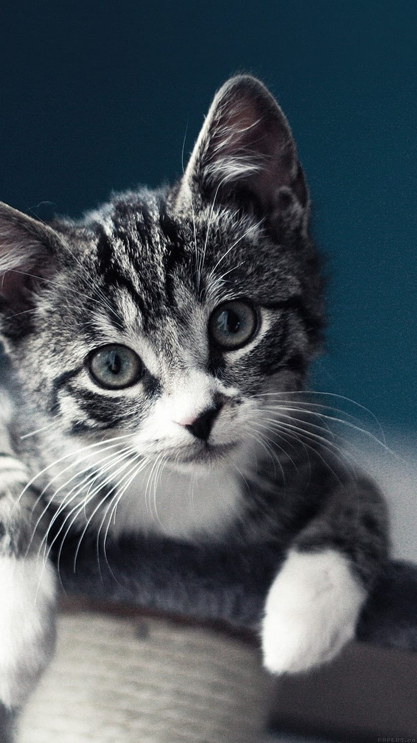 Mobile IPhone Cat, Cute Gray Cats HD phone wallpaper