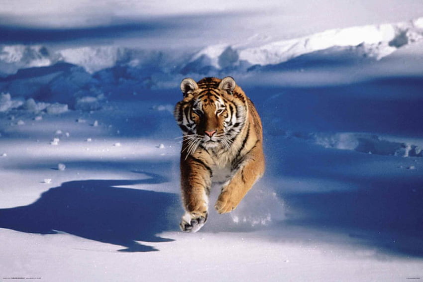 Амурски тигър в сняг, леден тигър HD тапет