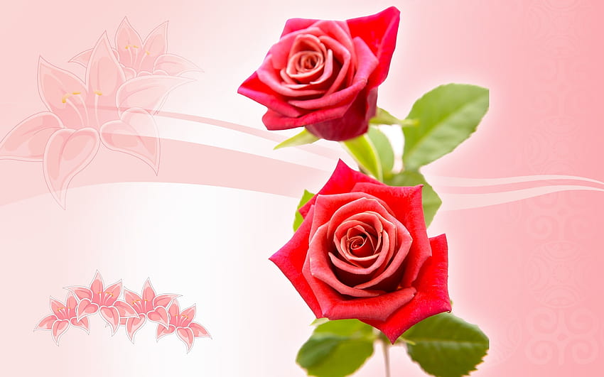 Piante, fiori, , rose Sfondo HD