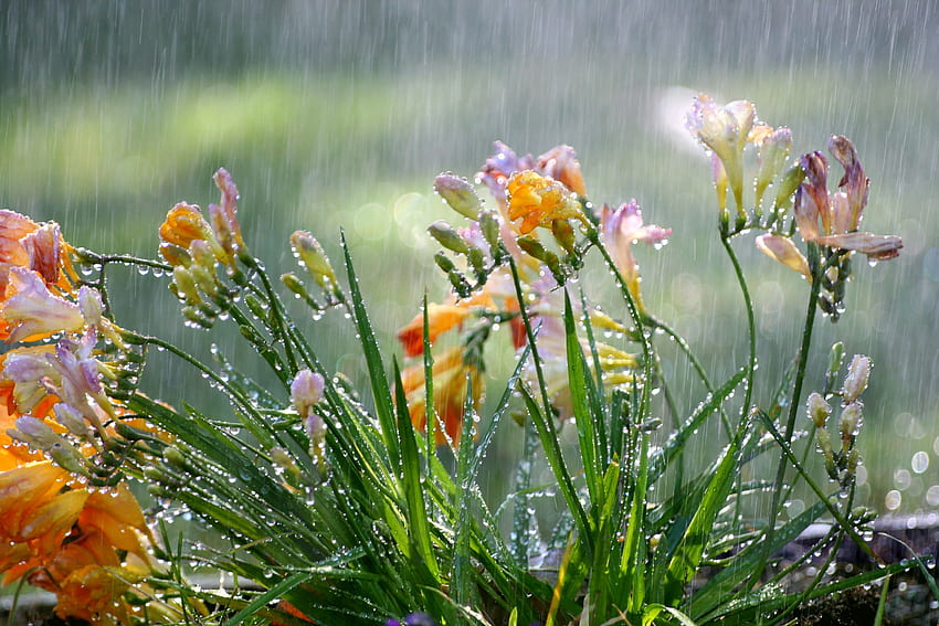 Blume Blumen Sias Gärten Regen Wetter Jahreszeiten Pflanzen Sommer HD-Hintergrundbild