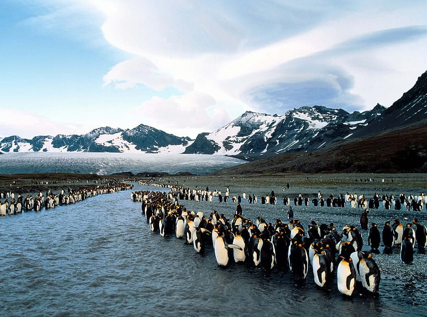 動物, ペンギン, 山, 群れ, 北, コロニー 高画質の壁紙