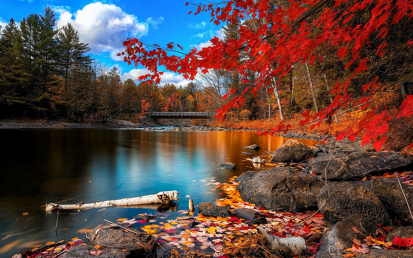Herbstlaub, Herbst mit hoher Auflösung HD-Hintergrundbild