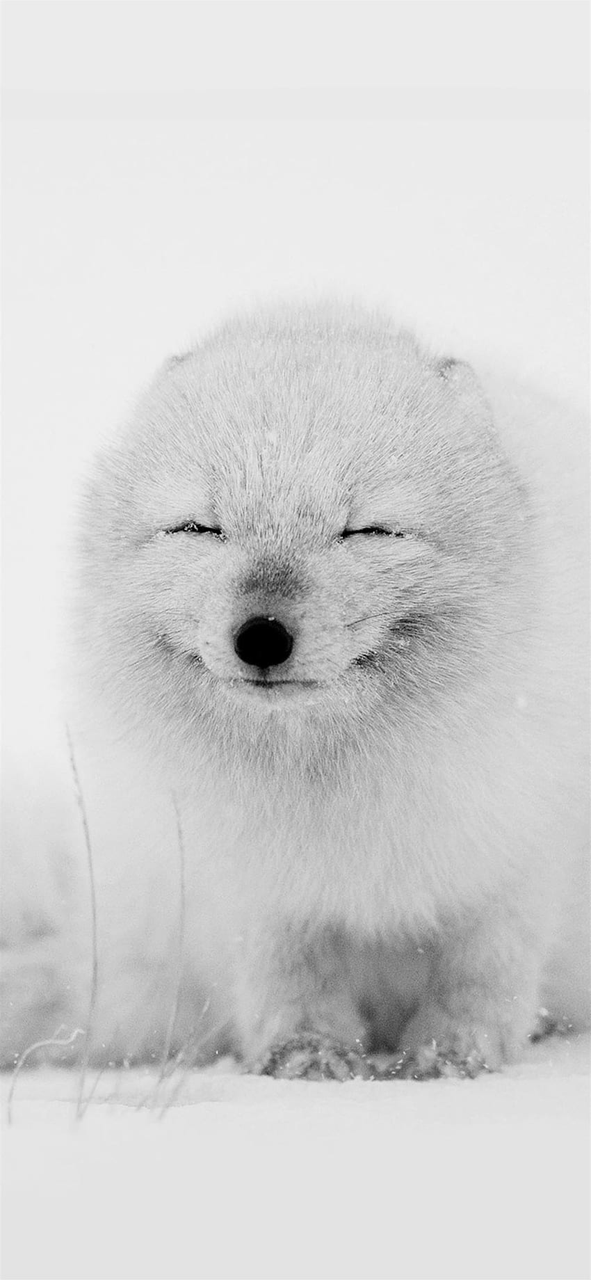 Arctic Fox Happy Moment iPhone X, Snowy Fox HD phone wallpaper