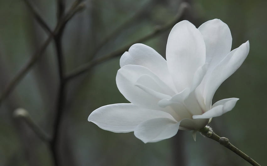 *** Biały kwiat magnolii ***, natura, magnolia, biała, kwiaty Tapeta HD