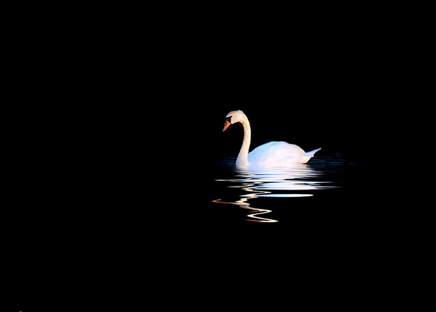 Night swim, night, white, black, reflection, swan, lake HD wallpaper