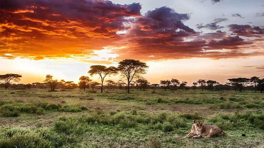 Serengeti Migration Private Camping Safari – World Escapes HD wallpaper