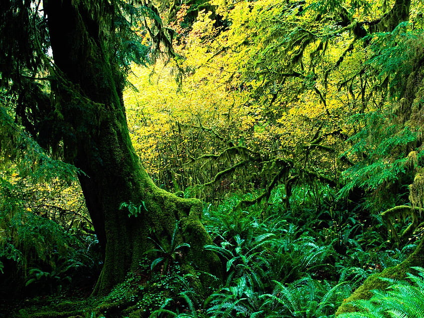 Natura, drewno, drzewo, mech, dżungla Tapeta HD