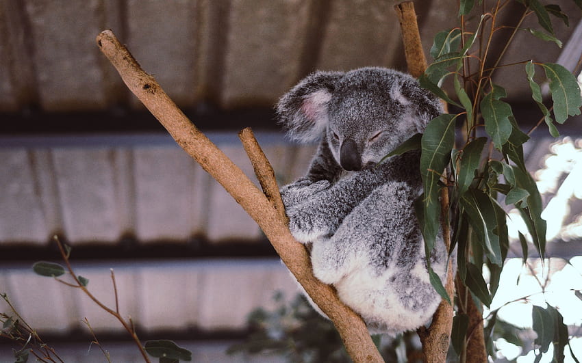 koala, eucalyptus, tree, sleep HD wallpaper