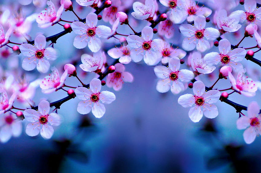 Cherry Blossom, Cherry Blossoms at Night HD wallpaper