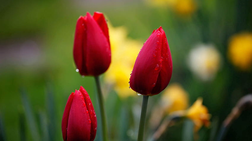 Kwiaty, Tulipany, Krople, Pączek Tapeta HD