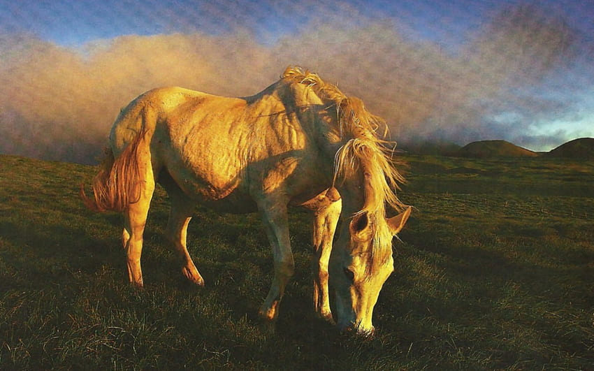 White Horse, animal, horse, pasture, equine HD wallpaper