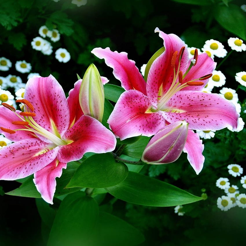 Spring Pink Easter Lilies List [] for your , Mobile & Tablet. Explore Easter Lily . Beautiful Easter , Easter Flower HD phone wallpaper