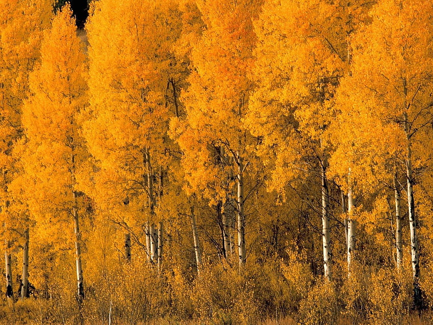 Alam, Pohon, Musim Gugur, Daun, Birch, Semak, Mahkota, Mahkota Wallpaper HD