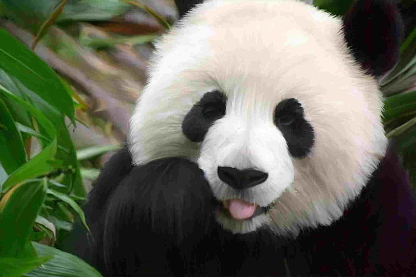 Funny panda cute baby HD wallpapers | Pxfuel