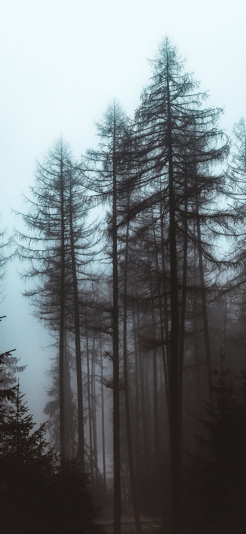 trees during day HD phone wallpaper