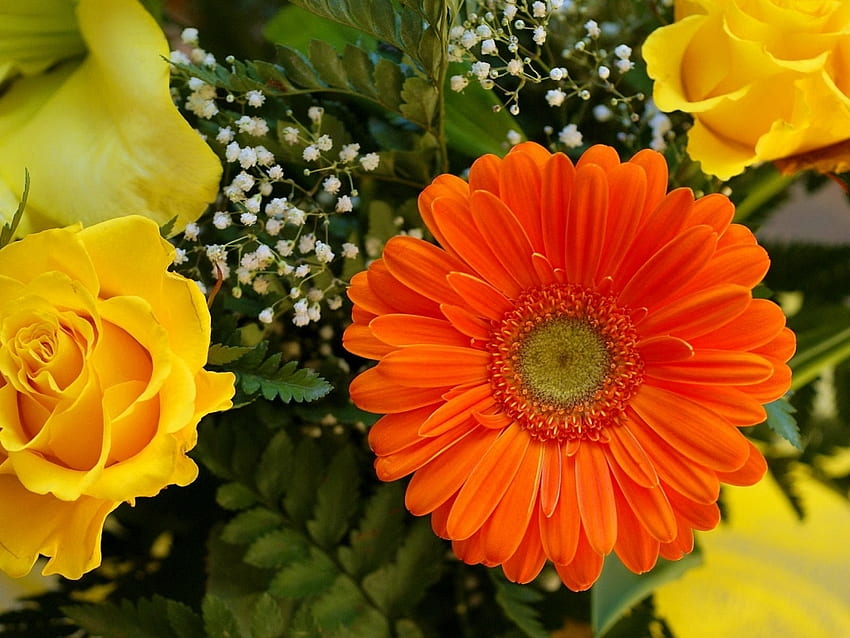 Bunte Gerberas, Garten, Gelb, Orange, grüne Blätter HD-Hintergrundbild