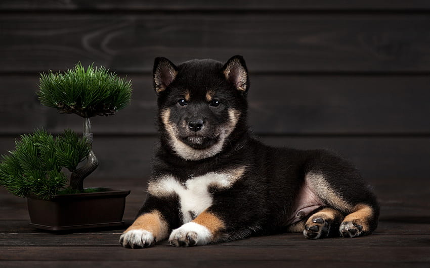 Shiba Inu, Hund, Tier, Natur HD-Hintergrundbild