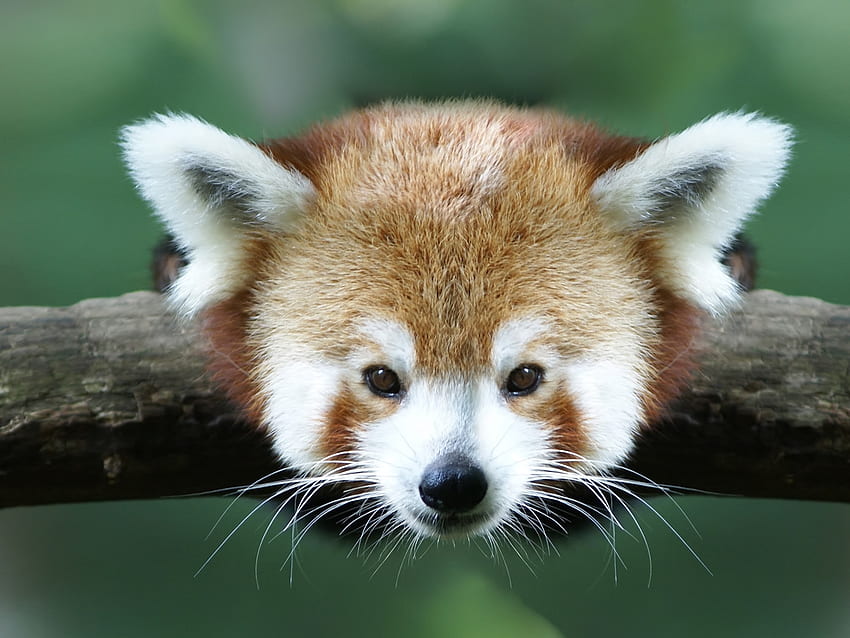 Animali, ramo, panda rosso, piccolo panda, piccolo panda Sfondo HD