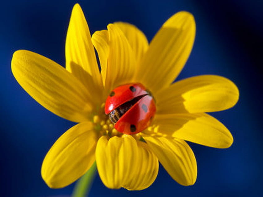 middle, ladybug, yellow, flower HD wallpaper