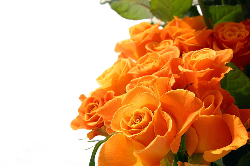로즈 오렌지 꽃 . PNG 투명 베스트 스톡 HD 월페이퍼