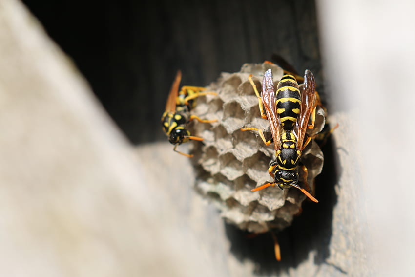 Macro, Close-Up, Wasp, Hive, Beehive HD wallpaper