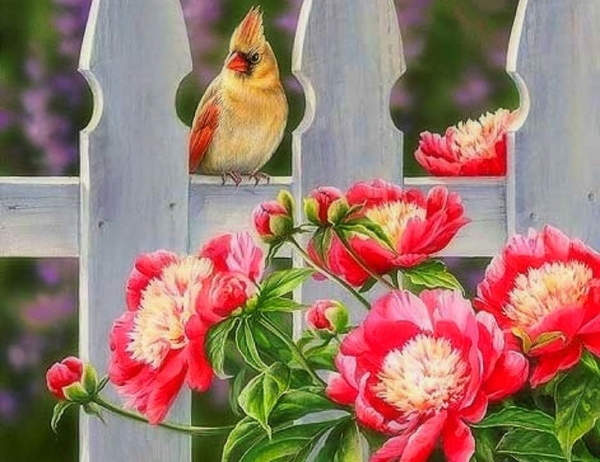 Ограда с колове - кардинал, птици, божури, градина, картини, пролет, любов четири сезона, животни, ограда, природа, цветя, кардинал HD тапет