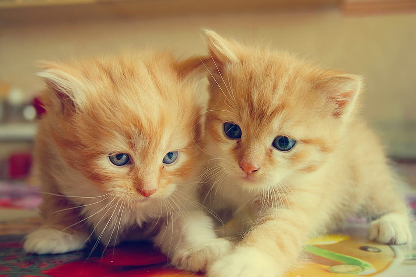 Kittens, pisica, sweet, kitten, couple, cute, cat, orange, ginger HD wallpaper