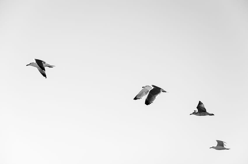 Burung, Langit, Burung Camar, Minimalisme, Terbang Wallpaper HD