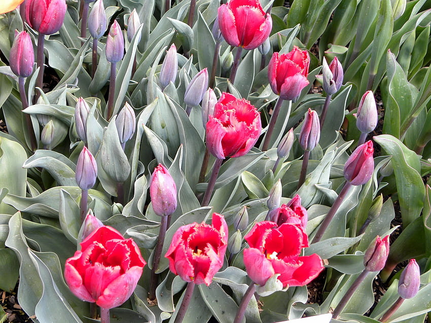 Flowers, Tulips, Greens, Buds HD wallpaper