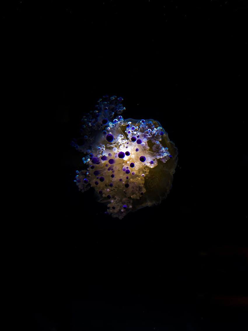Jellyfish, Macro, Dark, Tentacles, Depth, Under Water, Underwater HD phone wallpaper