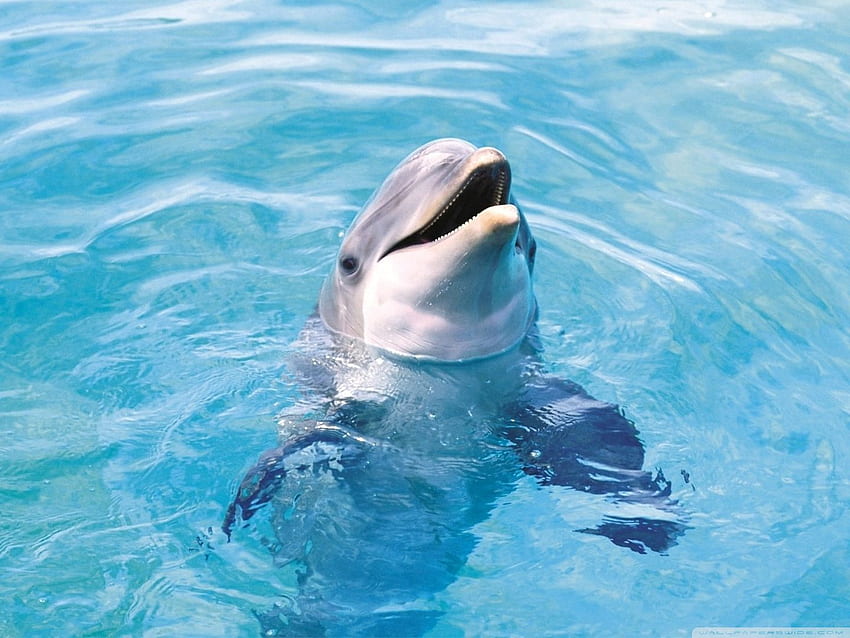 Dolphin ❤ for Ultra TV, Cute Dolphin HD wallpaper