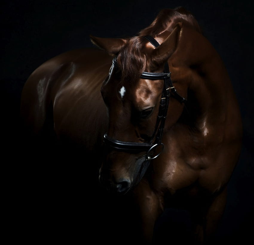 Chestnut In The Darkness, horses, darkness, chestnut, stallions HD wallpaper