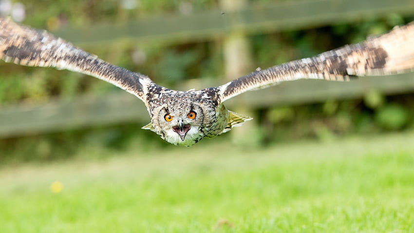 owls wings flight fly face eyes, Flying Owl HD wallpaper
