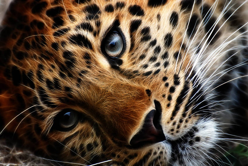 Occhio Di Leopardo Solitario Degli Animali Della Tigre - Leopardo, Leapard Sfondo HD