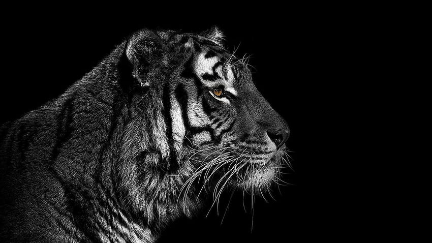 White Tiger Screensaver, Black and White Tiger HD wallpaper | Pxfuel