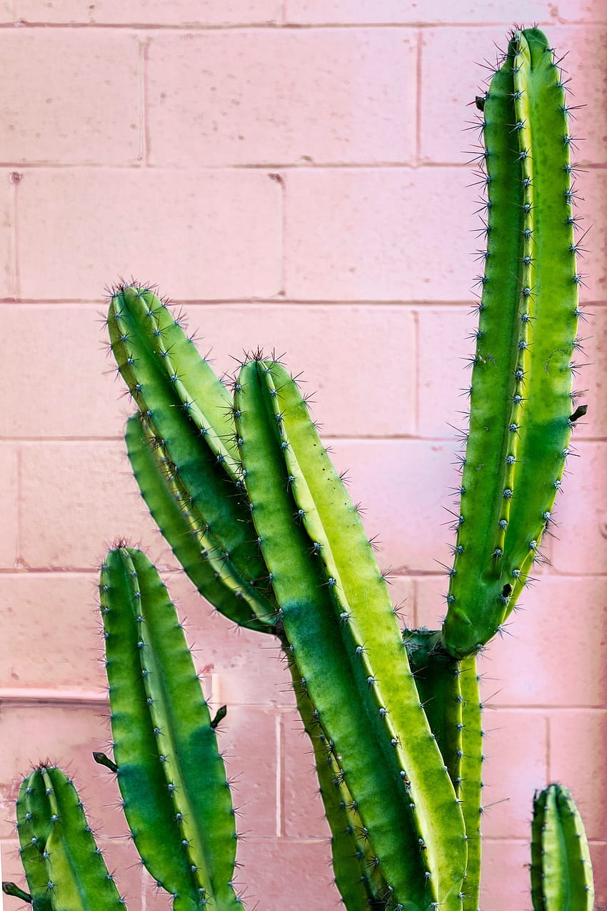 Cactus rosa, cactus fresco Sfondo del telefono HD