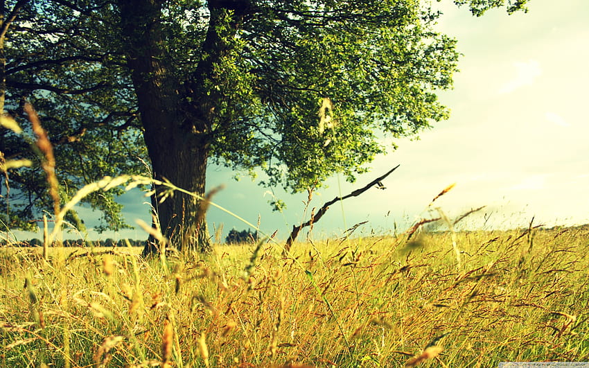 summer field at sunset, hot, peaceful, grass, tree, summer, wind, field, green, cloud HD wallpaper