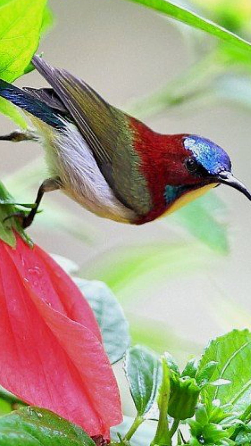 Sunbird, pájaro colorido fondo de pantalla del teléfono