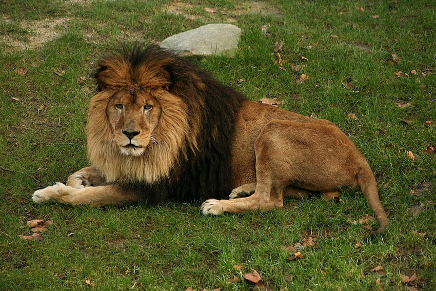 สัตว์ หญ้า นอนลง นอน สิงโต นักล่า แมวตัวใหญ่ แผงคอ วอลล์เปเปอร์ HD