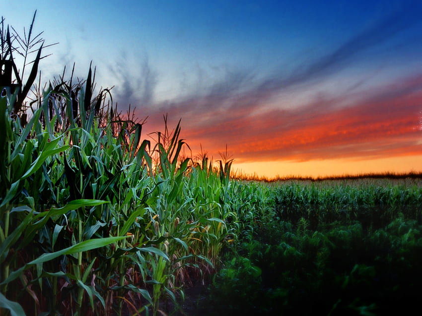 cornfield at sunset, landscape, cornfield, nature, sunset HD wallpaper