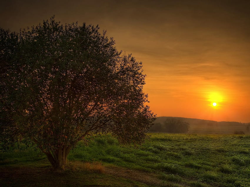 Mystic Sunset, field, trees, nature, sunset, mountain HD wallpaper