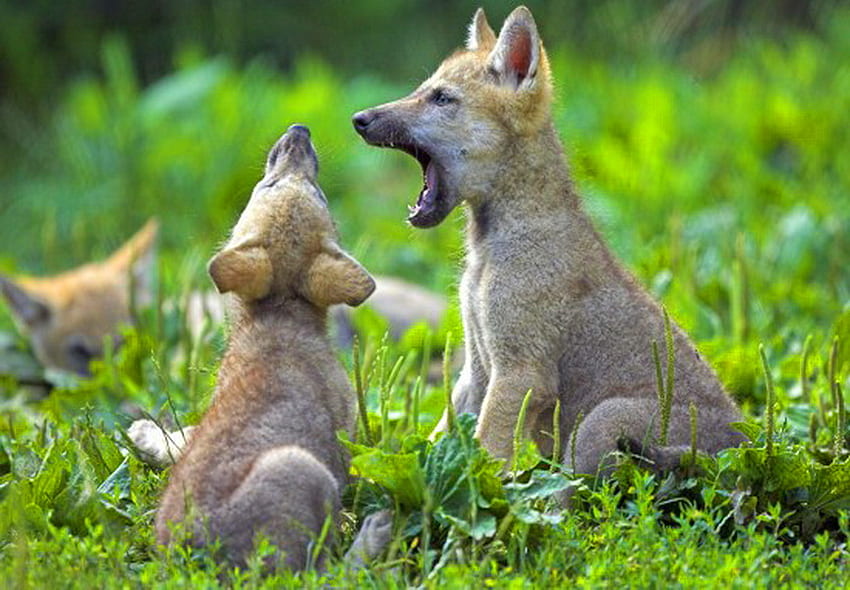 Rehearsal, howling, wolves, grass, cubs, forest HD wallpaper