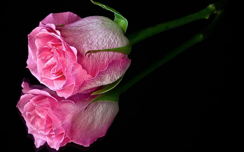 Единична розова роза, тъмно розови рози HD тапет