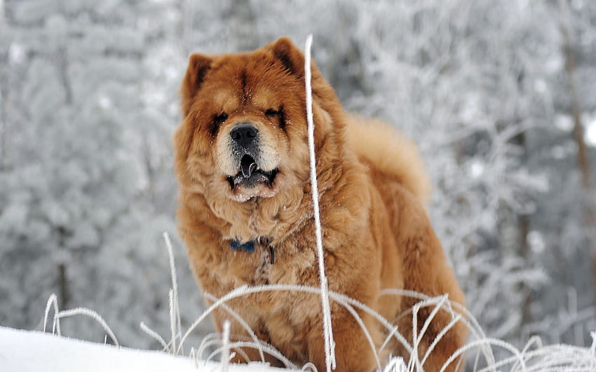 Animals, Dog, Muzzle, Fat, Thick, Chow Chow HD wallpaper