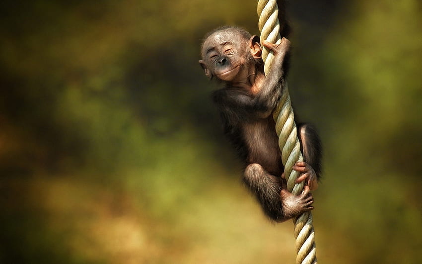 Śmieszne, zwierzęta, małpy Tapeta HD