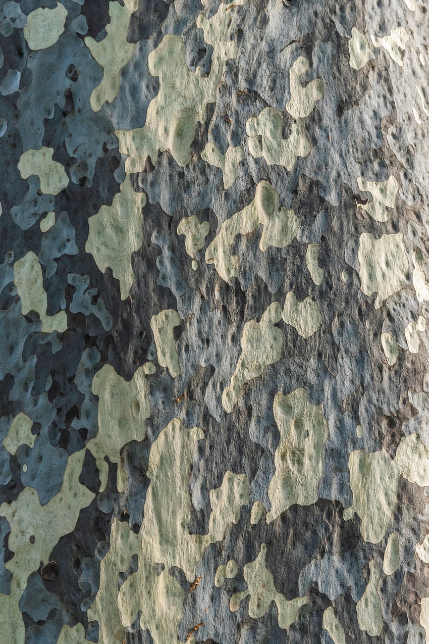 Wood, Wooden, Tree, Pattern, Texture, Textures, Bark HD phone wallpaper