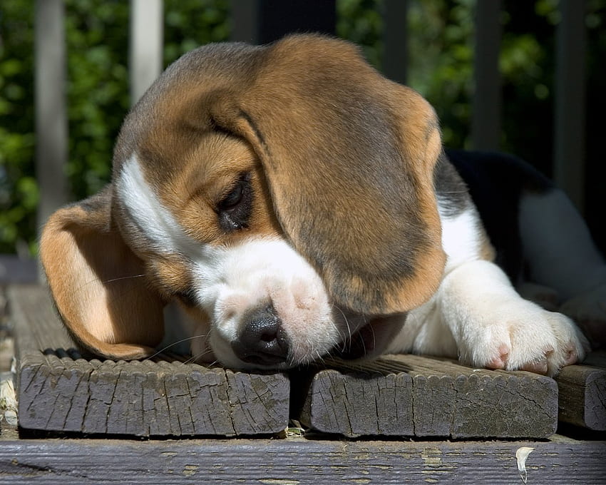 I Wonder..., animals, dogs, wondering, beagles, puppies, cute HD wallpaper