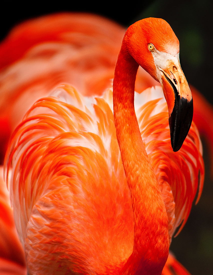 Tiere, Flamingo, Feder, Vogel, Farbe HD-Handy-Hintergrundbild