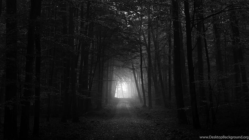 Dark Forest 11 Cool Background, Dark Forrest HD wallpaper