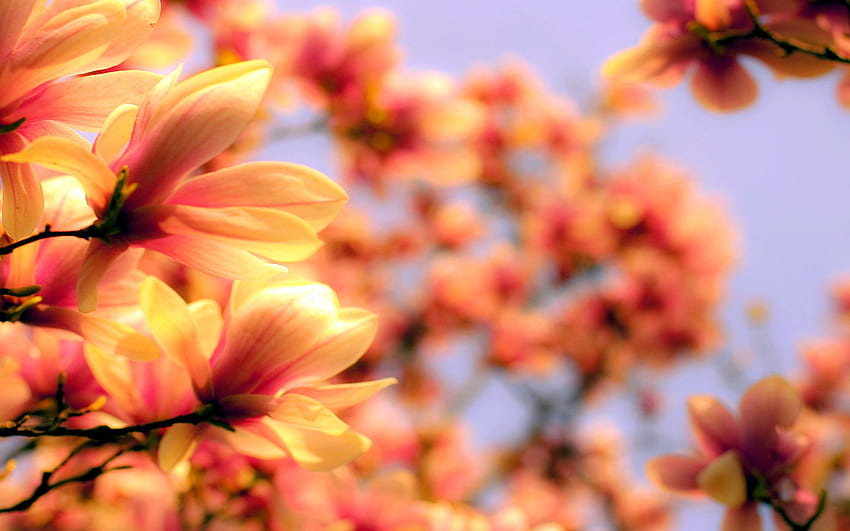 flowers blurred orange -, Blurry Spring HD wallpaper